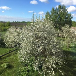 Фотография "03.05.2024 г цветение яблонь на территории нашей больницы "
