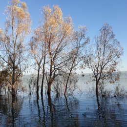 Фотография "Чарующая красота деревьев в воде  на Тивериадском озере (Кинерет) на севере Израиля"