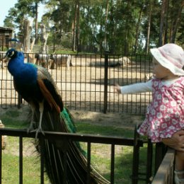 Фотография "Привилегированный павлин(Рижский зоопарк)"