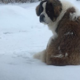 Фотография "Сами дома , а тут сиди один , сторожи 🐾🐾"