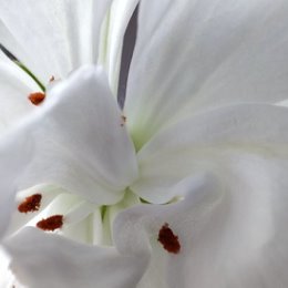 Фотография "цветок герани"
