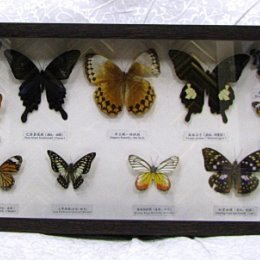 Фотография "Оформление коллекции бабочек в Мистер Багетт"