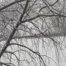 Фотография "Снегири на ветках "