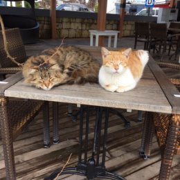 Фотография "кошки как люди-в ресторане на столе"