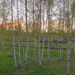 Фотография "Зелёный шум и оранжевые облака. Всё проснулось и пошло в рост - шумит, поёт, звенит, дышит. Листва на берёзах удивительного зелёного цвета. Так долго не будет - всё возмужает и остепенится, потеряет юношеский задор и устанет петь, а пока это просто весна - шепчет, танцует, смеётся и плачет одновременно, опускает кисточку в банку с зелёной краской, а потом брызгает ей на холст, где только что были скучные голые деревья и больше ничего. Рассветы ещё холодны, а закаты полны надежд, оранжевых огней и ожидания чуда. #весна #зеленыйшум #ярославия #коприно #приключениякопряков"