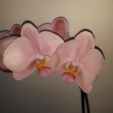 Орхидея рим фото и описание Орхидея рим фото и описание