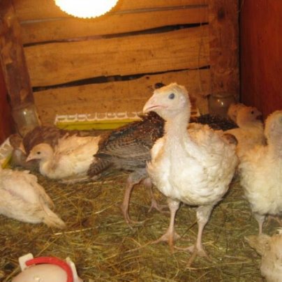 Индюшки в месяц фото Индюшки в месяц фото