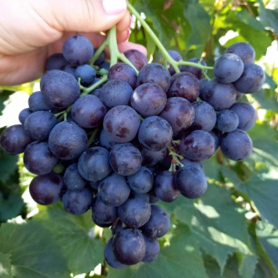 Виноград гамбургский фото Виноград гамбургский фото