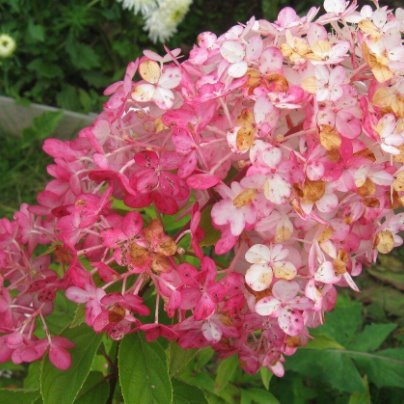 Ангела бланш гортензия метельчатая фото Ангела бланш гортензия метельчатая фото