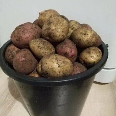 Картошка в ведре фото Картошка в ведре фото