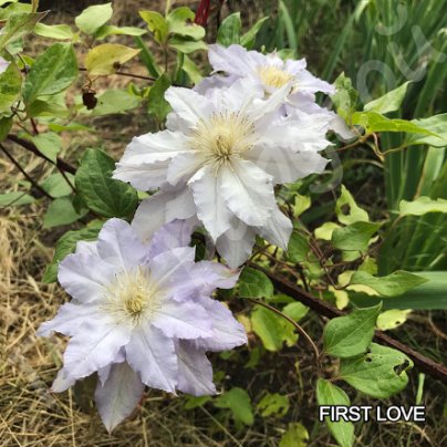 Клематис ферст лав фото Клематис ферст лав фото