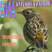 Курские соловьи