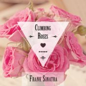 Climbing Roses