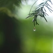 Serenity in Nature: Beautiful Drizzling Rain