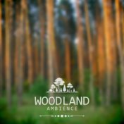 Woodland Ambience – Relaxing Sounds of Nature, Singing Forest Birds, Music for Moments of Relaxation and Rest, Gentle Piano Melo...