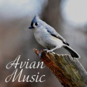 Avian Music