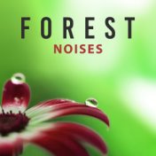 Forest Noises – Best Nature Sounds, Relax with New Age Music, Calm Down, Inner Harmony
