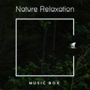 Nature Relaxation Music Box: 2019 Blissful Relaxing Sounds of Rain and Other Kinds of Water, Wind, Forest and Birds, Best Compil...