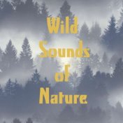 Wild Sounds of Nature