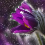 11 Soothing Loopable Rain & Nature Sounds for Ultimate Relaxation and Deep Focus