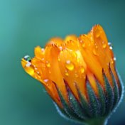 10 Peaceful Rain Sounds for Deep Focus and Mind Relaxation.