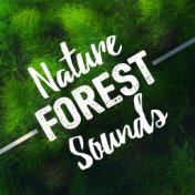 Nature Forest Sounds