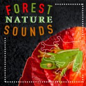 Forest Nature Sounds