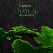 Natural Forest Rain Sounds