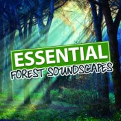 Essential Forest Soundscapes