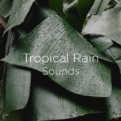 !!" Tropical Rain Sounds "!!