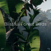 !!" Blissful Forest Birds "!!