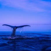 Thunderstorm: Soothing Nature Sound for Sleep