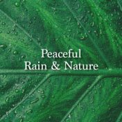 Peaceful Rain & Nature