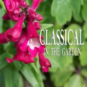 Classical In The Garden