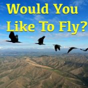 Would You Like To Fly?
