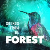 Sounds from the Forest