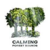 Calming Forest Sounds – Music to Relax, Sounds of Nature, Rest with New Age Songs