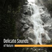 Delicate Sounds of Nature – Pure Relaxation, Soft Music to Calm Down, Just Relax, Deep Sleep, Piano Music, Meditation