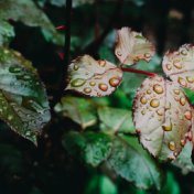 Summer Meditation Masters: Rain Sounds Collection