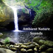 Ambient Rain to Beat Insomnia, Block Tinnitus, Deep Sleep and Wellbeing, REM Sleep and Lucid Dreaming