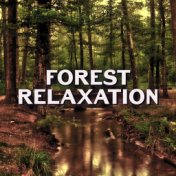 Forest Relaxation – Sounds to Calm Down, Mind Control, Birds Songs, New Age Music
