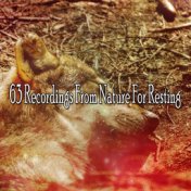 63 Recordings From Nature For Resting