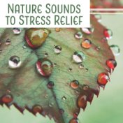 Nature Sounds to Stress Relief – Noise of Nature, Mind Calmness, Rest in Home, House Relaxation