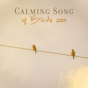 Calming Songs of Birds 2019: Compilation of 15 New Age Nature Songs, Sounds of Various Species of Birds with Piano Melodies, Mus...