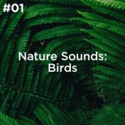 #01 Nature Sounds: Birds