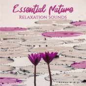 Essential Nature Relaxation Sounds: New Age Music Selection for Total Relax, Piano Melodies with Nature Background, Healing Soun...