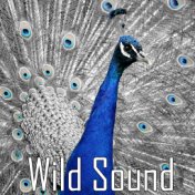 Wild Sound