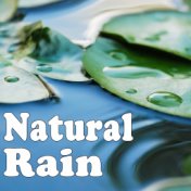 Natural Rain Fall for Sleep Dreams & Tranquil Relaxation