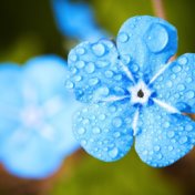 15 Mezcla De Pura Lluvia En Zona De Relajación