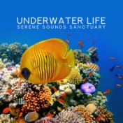 Underwater Life (Serene Sounds Sanctuary, Total Calm and Harmony, Summer Chill, Top of the USA)